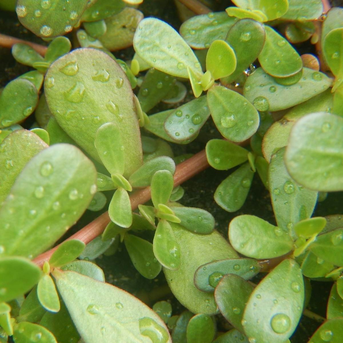 Purslane- Green